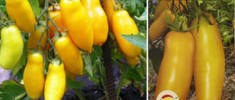 Сибирски бананови домати
