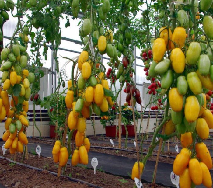 Ποικιλία μπανάνας Σιβηρίας