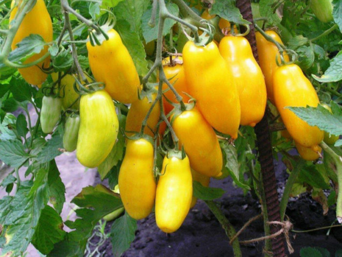 Σιβηρικές ντομάτες μπανάνας
