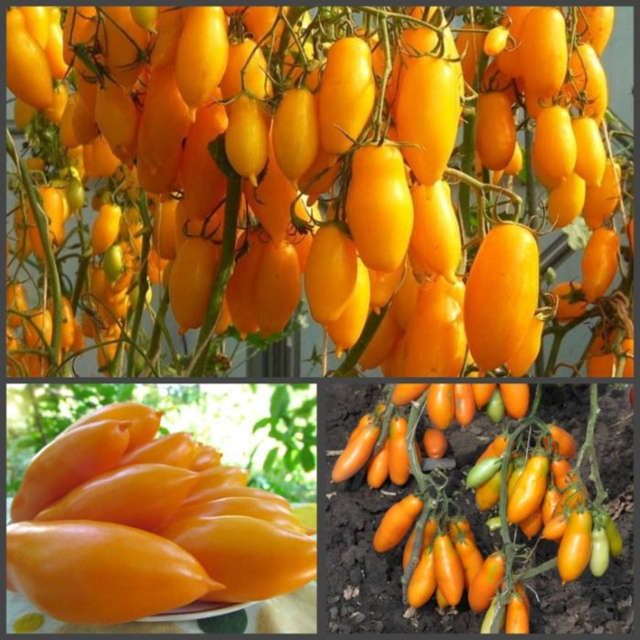 Σιβηρικές μπανάνες και ντομάτα