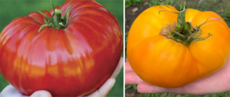 Сибирски гигантски домати