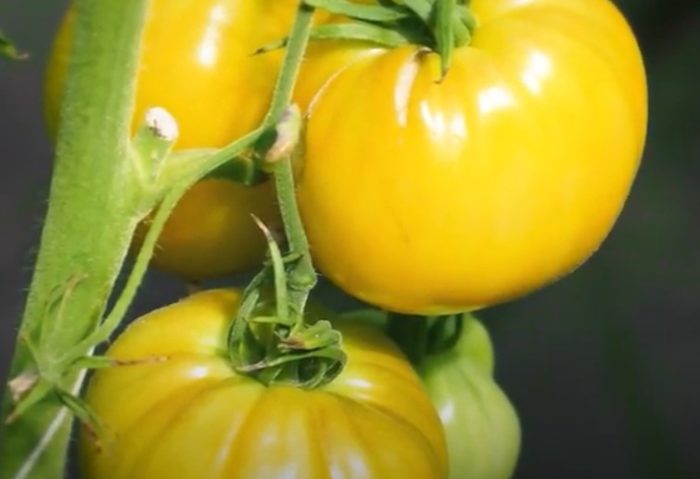 Гигантски домати