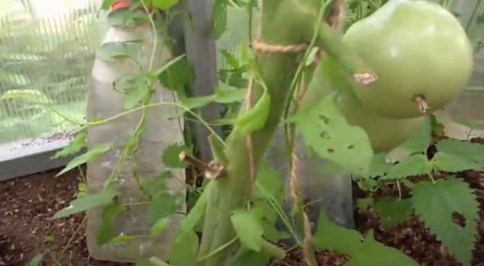 Храсти от сорта домати Сибирски гигант