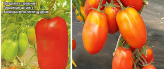 Сорт домати Сибирско грозде