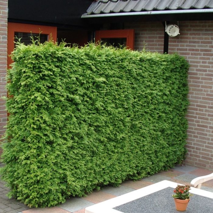 Жив плет от туя