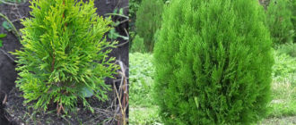 Засаждане на туя