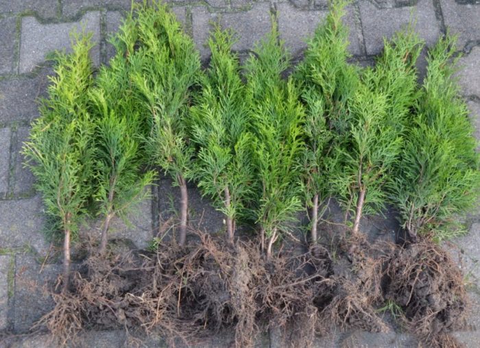 Разсад от туя с отворена коренова система