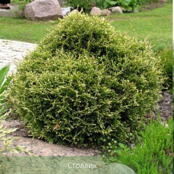 Туя Столвик