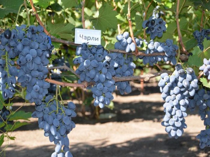 Сорт Чарли
