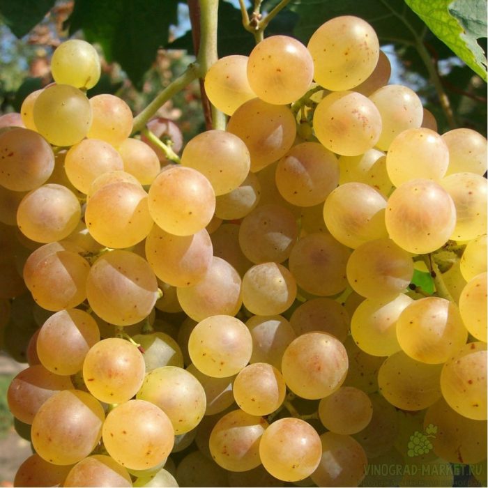 Сорт грозде Кристъл