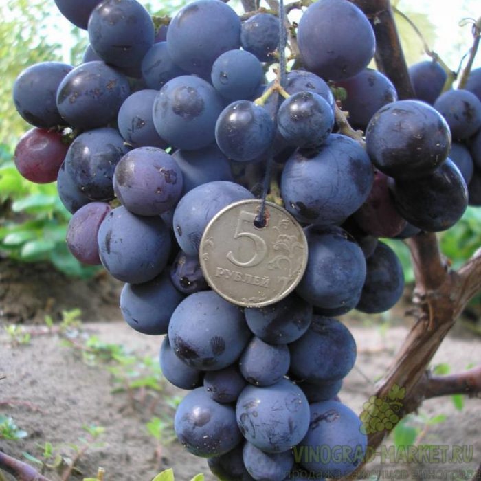 Сорт грозде Мускат Хамбург