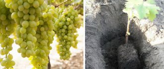 Засаждане на грозде