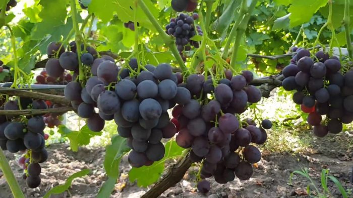 Сорт грозде Рошфор