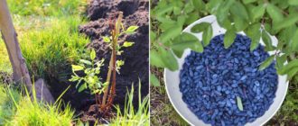 Орлови нокти и тяхното засаждане