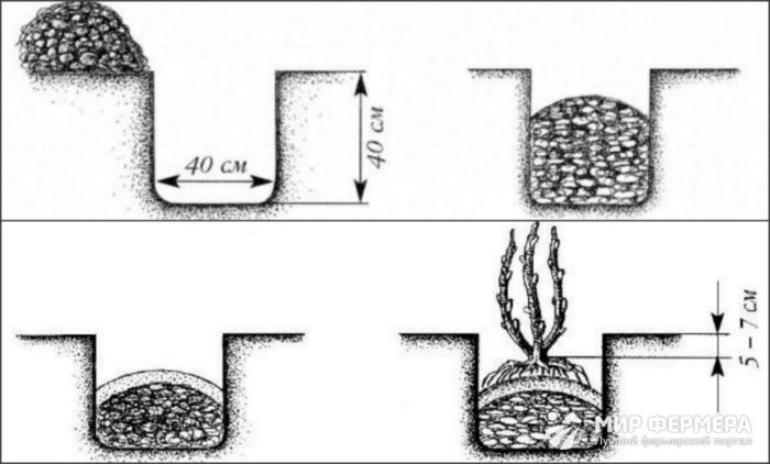 Схема за засаждане на орлови нокти