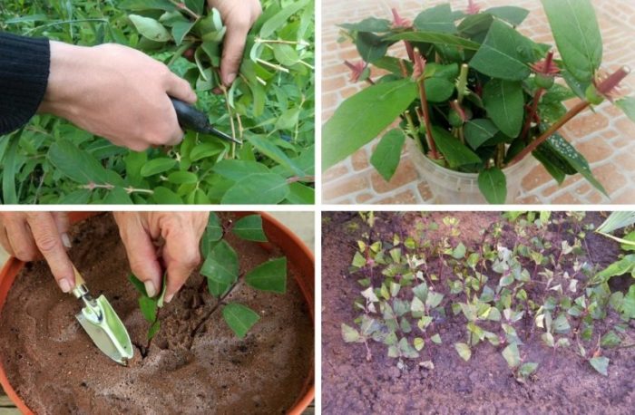 Размножаване чрез резници