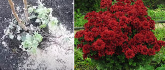 Засаждане на хризантеми