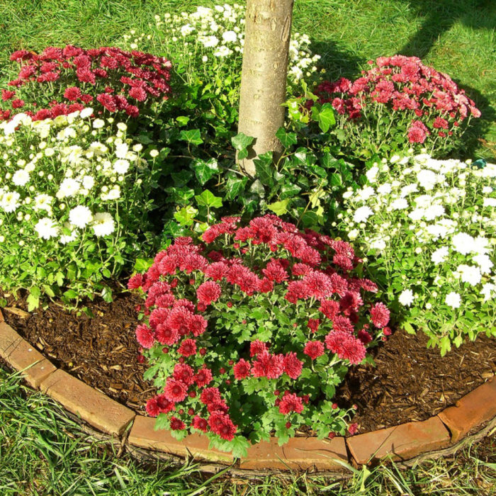 Хризантема в пейзажа