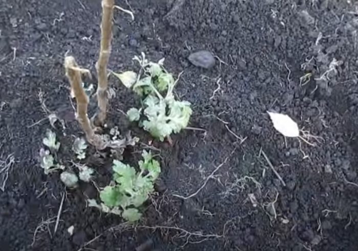 Мулчиране на засаждането