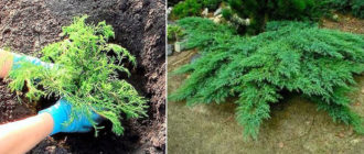 Засаждане на хвойна