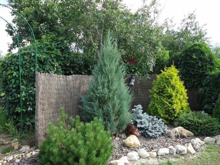 Местоположение на хвойна