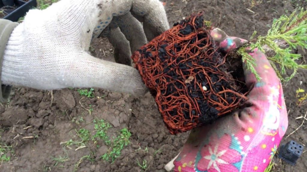 Корени от хвойна