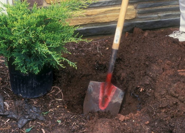 Яма за хвойна