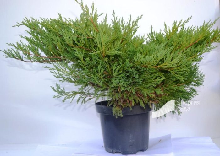 Фиданка хвойна