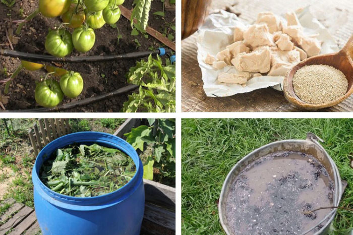 Торене на домати