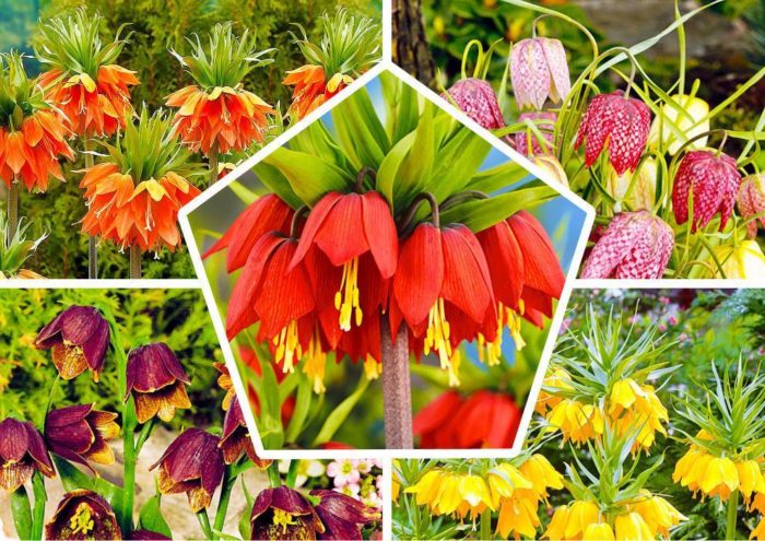 Различни видове лешникови глухари