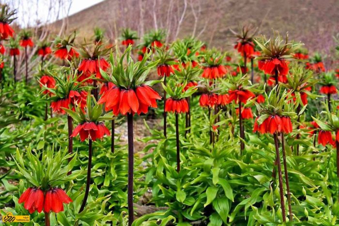 Лешников тетрев в градината