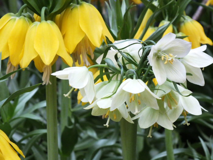 Красив лещар