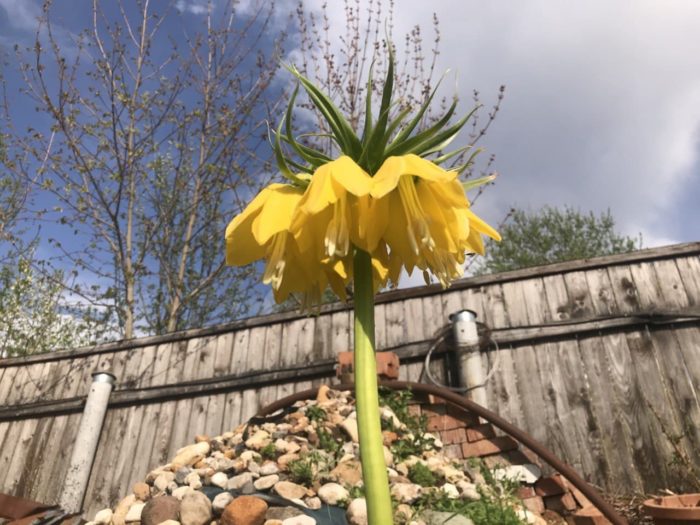 Αυτοκρατορικό Φριτιλάρι