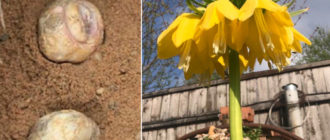 Засаждане на лешников тетерев