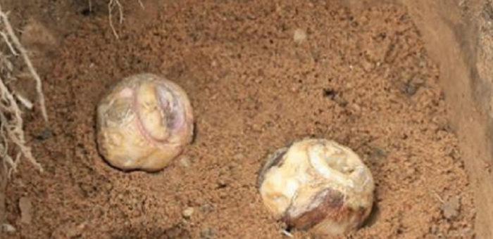 Кацане в пясъка