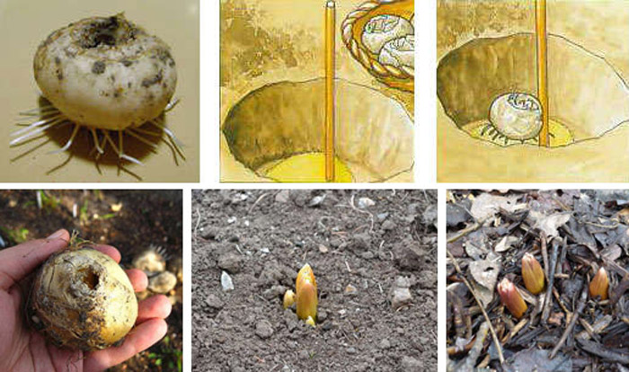 Засаждане на лешников тетерев