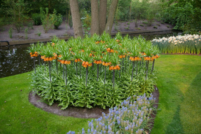 Разположение на лещарка