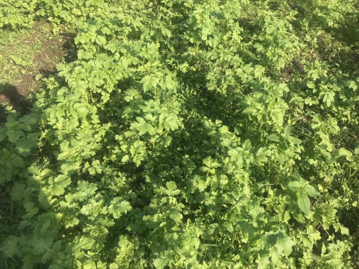 Зелено торене