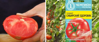 Семена от сорта Сибирско здраве