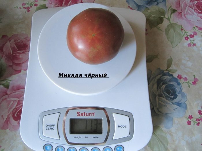 Черно Микадо на кантара Плодът Микадо е черен на люспите