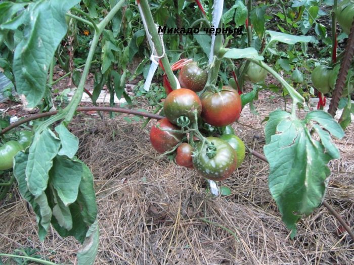 Черен домат Микадо Сорт Черен Микадо на храста