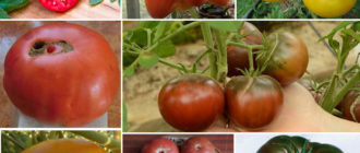 Различни цветове на сорта Микадо