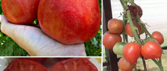 Храстът и плодовете на сорта Малина Майчино сърце