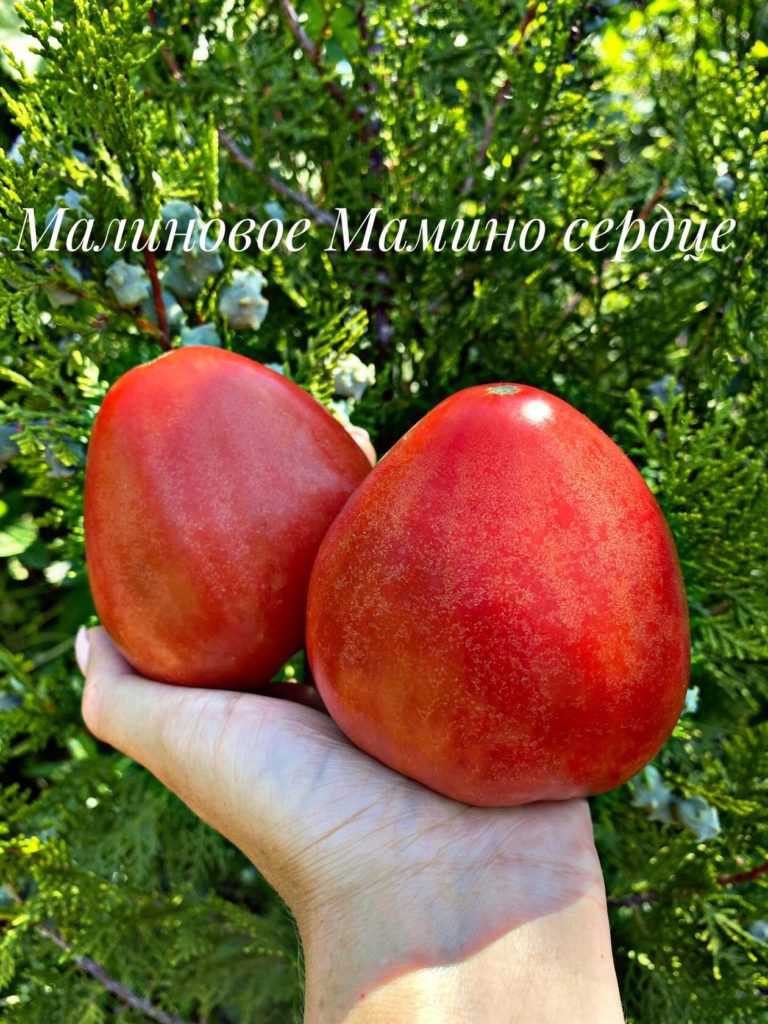 Καρδιά Βατόμουρο της Μαμάς