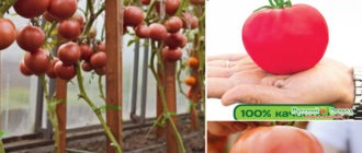 Доматен сорт Малинов мус