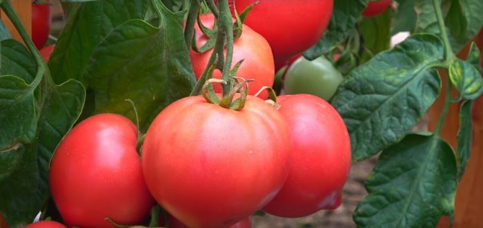 Φρούτα της ποικιλίας μους σμέουρων