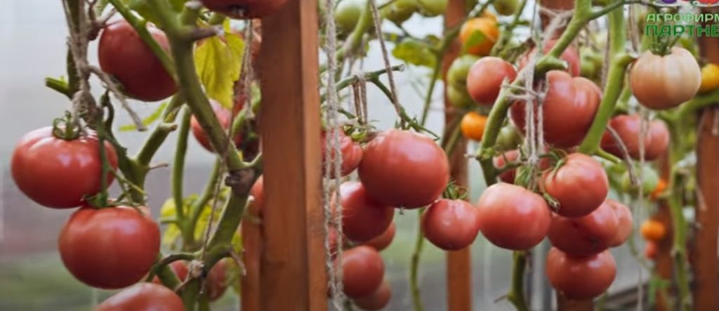 Ποικιλία μους σμέουρων από την Partner