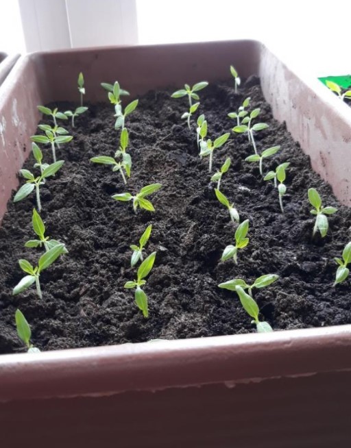 Разсад от домати Разсад