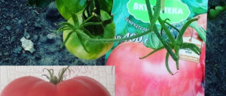 Домат Малина зора от Поиск