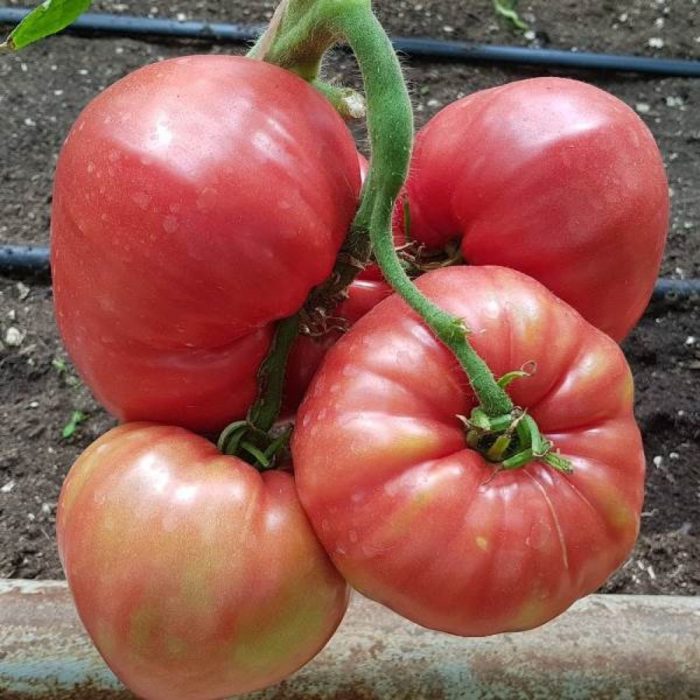 Красиви плодове от сорта Малинова зора